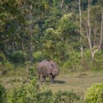 luxury-chitwan-safari-wildlife-culture-and-comfort